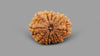 10 MUKHI RUDRAKSHA (23.70 mm)