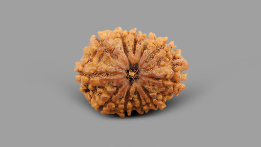10 MUKHI RUDRAKSHA (23.70 mm)