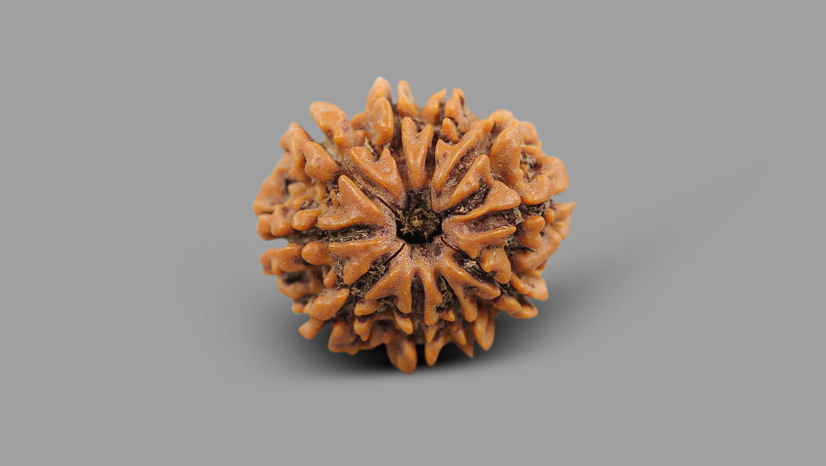 10 MUKHI RUDRAKSHA (22.04 mm)