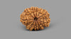 10 MUKHI RUDRAKSHA (22.93 mm)