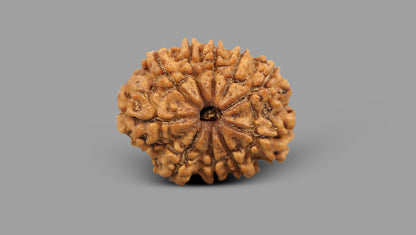 10 MUKHI RUDRAKSHA (22.93 mm)