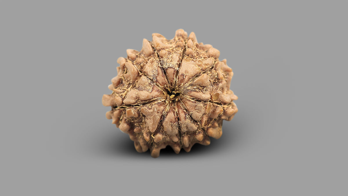 9 MUKHI RUDRAKSHA (22.15 mm)