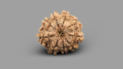 9 MUKHI RUDRAKSHA (22.15 mm)