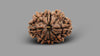 9 MUKHI RUDRAKSHA (22.55 mm)