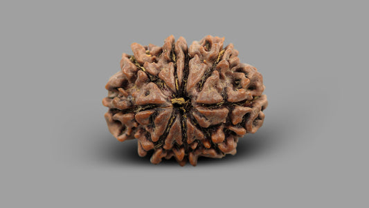 9 MUKHI RUDRAKSHA (22.55 mm)