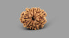 9 MUKHI RUDRAKSHA (22.46 mm)