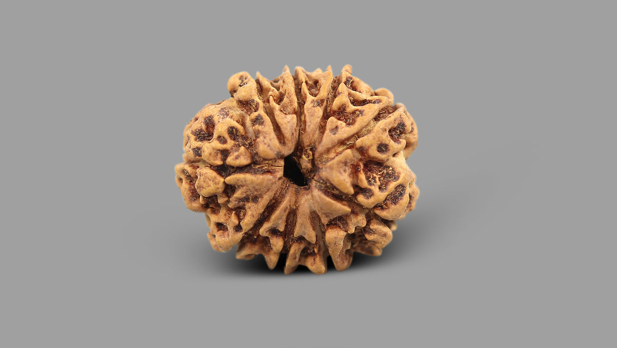 9 MUKHI RUDRAKSHA (22.46 mm)