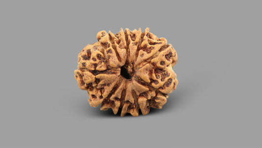 9 MUKHI RUDRAKSHA (22.46 mm)