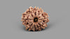 9 MUKHI RUDRAKSHA (22.80 mm)