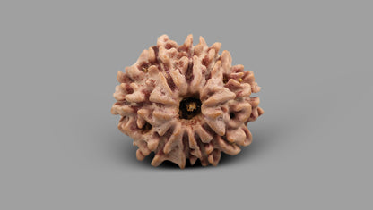 9 MUKHI RUDRAKSHA (22.80 mm)