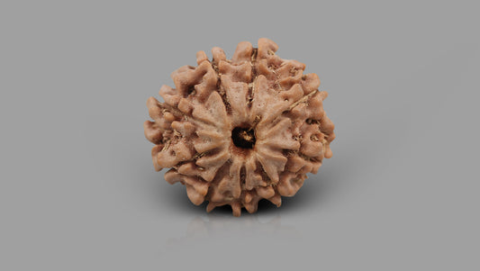 9 MUKHI RUDRAKSHA (22.77 mm)