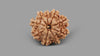 9 MUKHI RUDRAKSHA (22.27 mm)