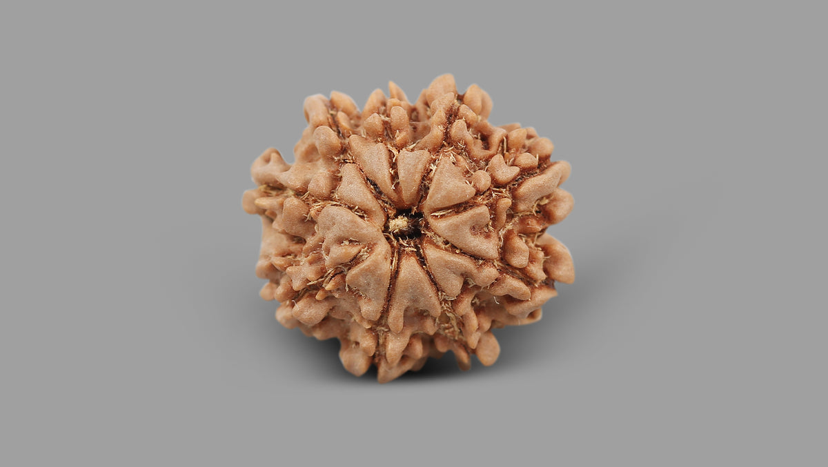 9 MUKHI RUDRAKSHA (22.27 mm)