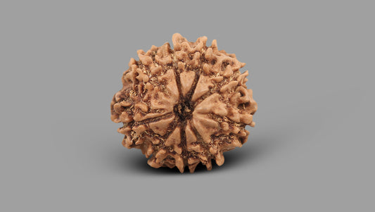 9 MUKHI RUDRAKSHA (22.15 mm)