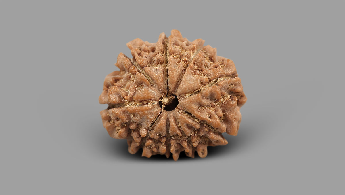 9 MUKHI RUDRAKSHA (22.71 mm)