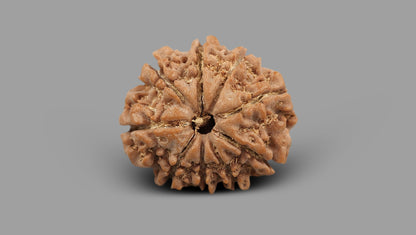 9 MUKHI RUDRAKSHA (22.71 mm)