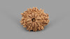 9 MUKHI RUDRAKSHA (23.00 mm)