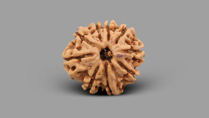 9 MUKHI RUDRAKSHA (23.70 mm)