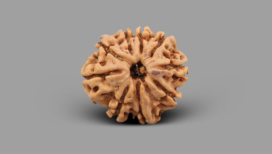 9 MUKHI RUDRAKSHA (23.70 mm)