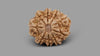 9 MUKHI RUDRAKSHA (22.06 mm)