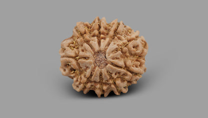 9 MUKHI RUDRAKSHA (22.06 mm)
