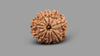 9 MUKHI RUDRAKSHA (22.25 mm)