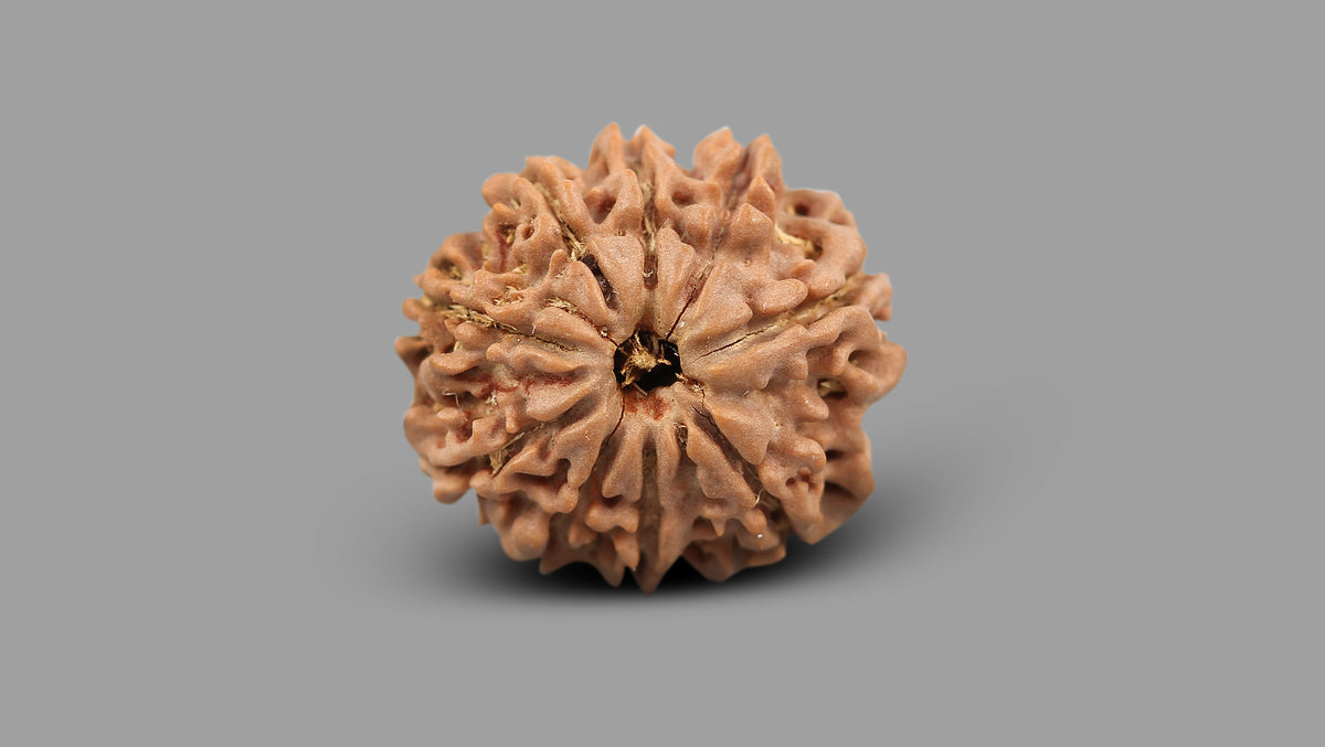 9 MUKHI RUDRAKSHA (22.25 mm)