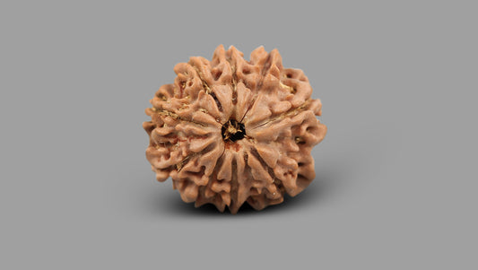 9 MUKHI RUDRAKSHA (22.25 mm)