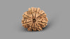 9 MUKHI RUDRAKSHA (26.34 mm)
