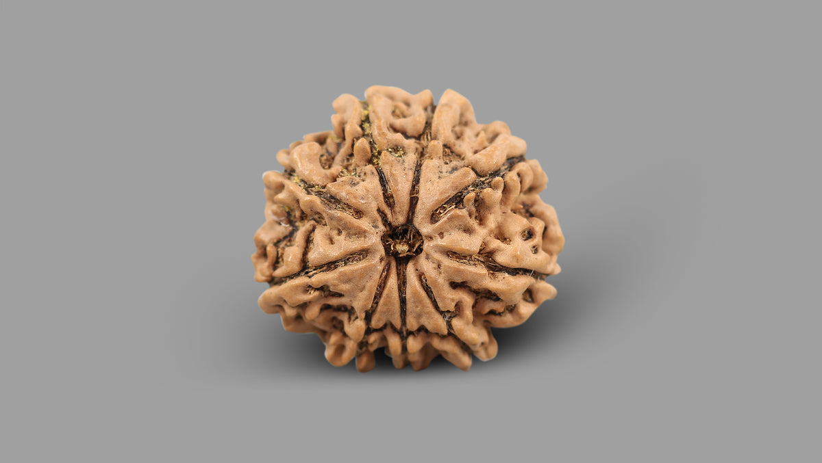 9 MUKHI RUDRAKSHA (26.34 mm)