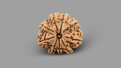 9 MUKHI RUDRAKSHA (26.34 mm)