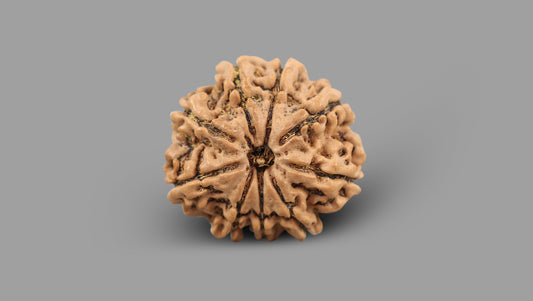 9 MUKHI RUDRAKSHA (26.34 mm)