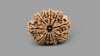 11 MUKHI RUDRAKSHA (25.20 mm)