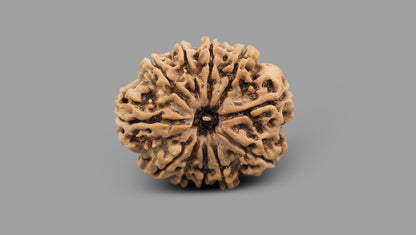 11 MUKHI RUDRAKSHA (25.20 mm)
