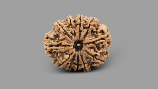 11 MUKHI RUDRAKSHA (25.20 mm)