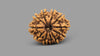 11 MUKHI RUDRAKSHA (26.41 mm)