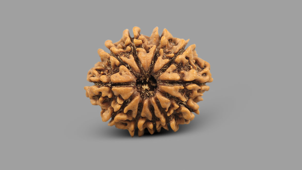 11 MUKHI RUDRAKSHA (26.41 mm)