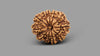 11 MUKHI RUDRAKSHA (25.45 mm)