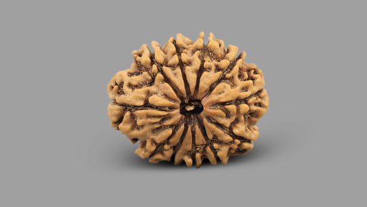 11 MUKHI RUDRAKSHA (25.05 mm)