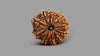 11 MUKHI RUDRAKSHA (23.71 mm)