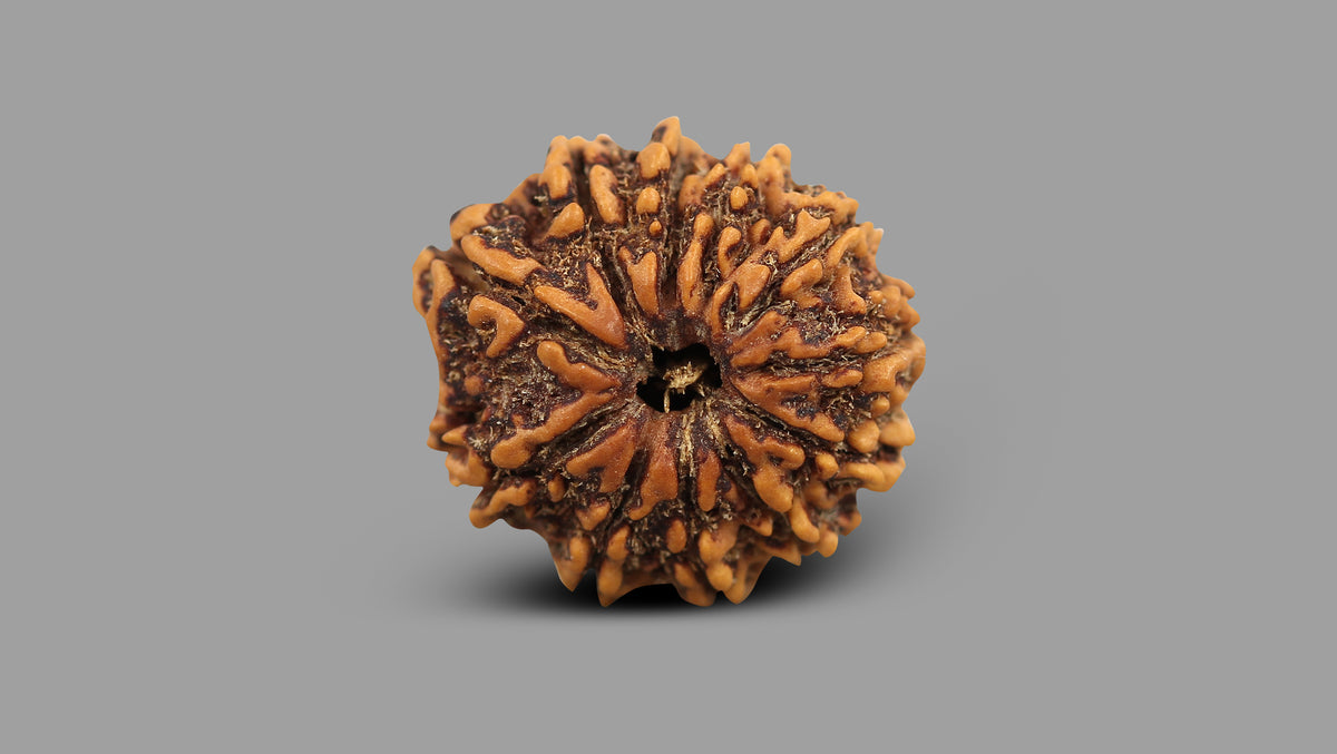 11 MUKHI RUDRAKSHA (23.71 mm)