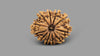 11 MUKHI RUDRAKSHA (25.70 mm)