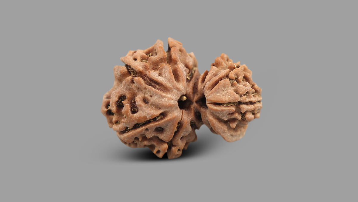 11 MUKHI GAURI SHANKAR GANESH RUDRAKSHA (23.85 mm)