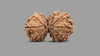 11 MUKHI GAURI SHANKAR GANESH RUDRAKSHA (30.82 mm)