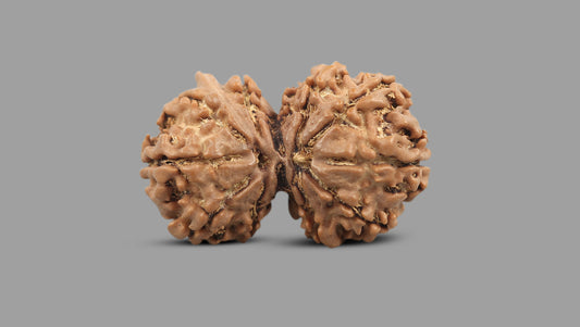 11 MUKHI GAURI SHANKAR GANESH RUDRAKSHA (30.82 mm)