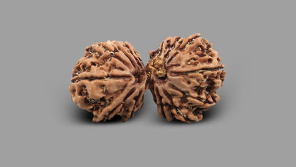 12 MUKHI GAURI SHANKAR GANESH RUDRAKSHA (32.21 mm)