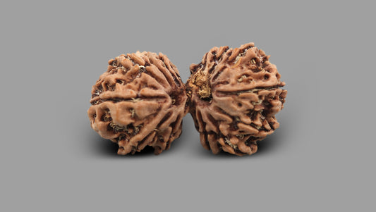 12 MUKHI GAURI SHANKAR GANESH RUDRAKSHA (32.21 mm)