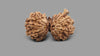 12 MUKHI GAURI SHANKAR GANESH RUDRAKSHA (31.30 mm)