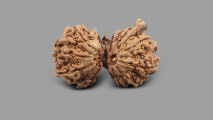 12 MUKHI GAURI SHANKAR GANESH RUDRAKSHA (31.30 mm)