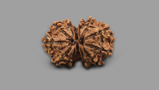 12 MUKHI GAURI SHANKAR RUDRAKSHA (26.80 mm)